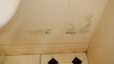 Mold Growth
Mold growing on water damaged drywall
Keywords: Mold, mold inspection, mold sampling, leak, water damage, inspection