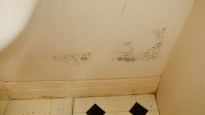 Mold Growth
Mold growing on water damaged drywall
Keywords: Mold, mold inspection, mold sampling, leak, water damage, inspection